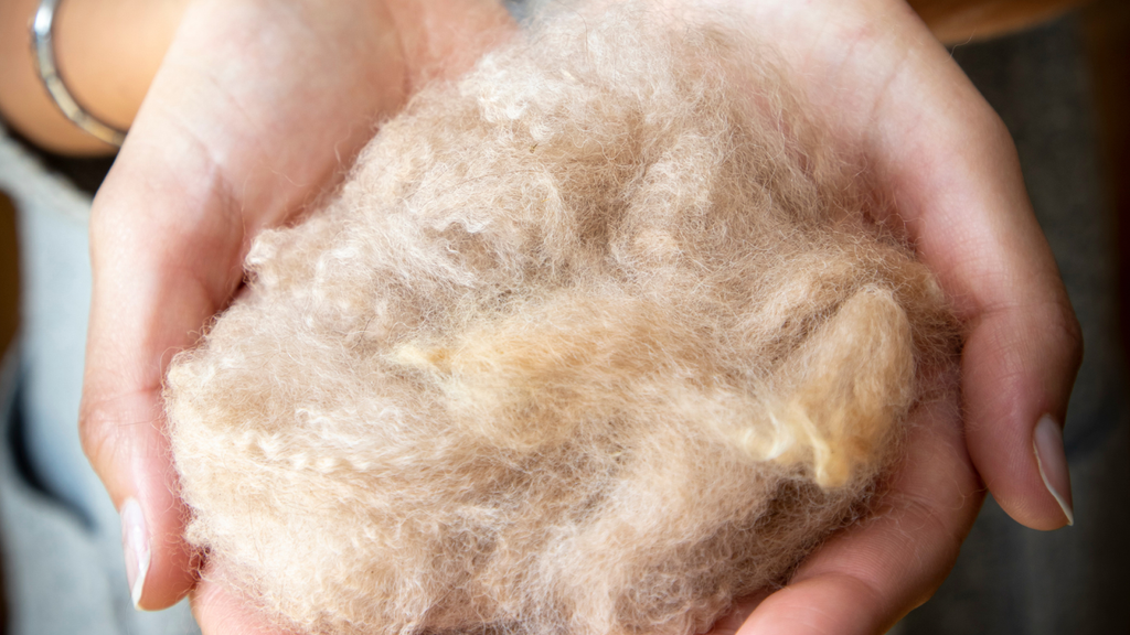 The Environmental Benefits Of Choosing Alpaca Wool