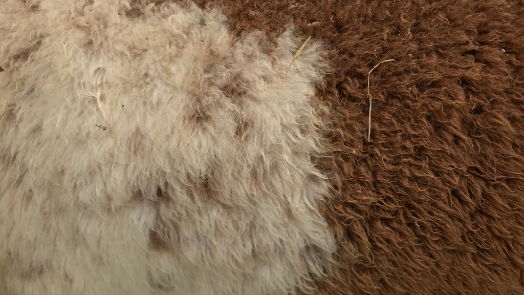 What Is So Special About Alpaca Wool?