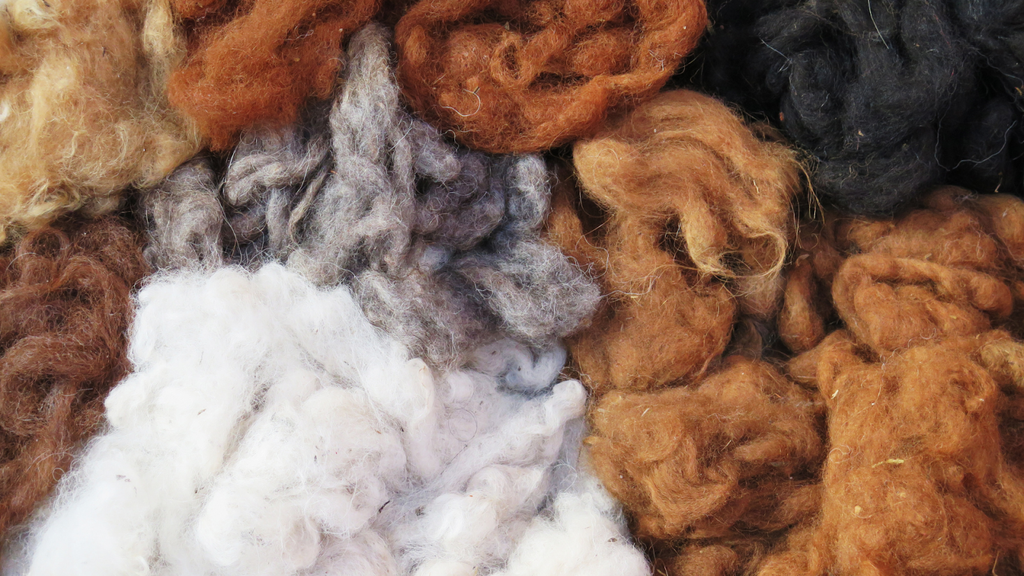 Alpaca Wool vs. Merino Wool